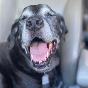 Meet your Posher, Annabel